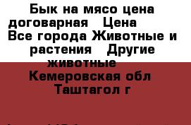 Бык на мясо цена договарная › Цена ­ 300 - Все города Животные и растения » Другие животные   . Кемеровская обл.,Таштагол г.